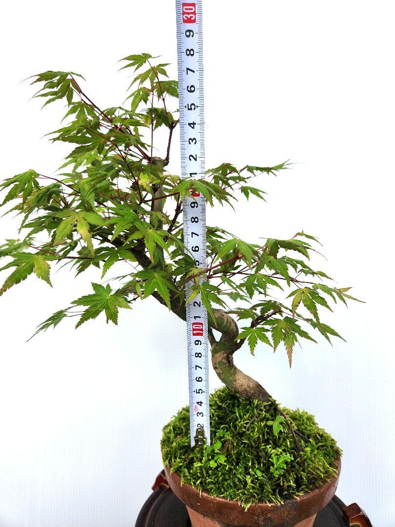 紅葉 もみじ 紅葉盆栽 もみじ盆栽 楓 カエデ 模様木 捻れ幹