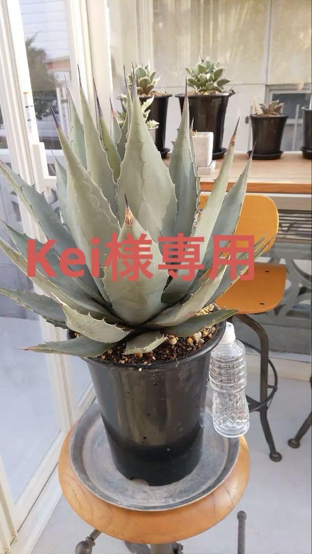 アガベ　パリー 吉祥天　大株
