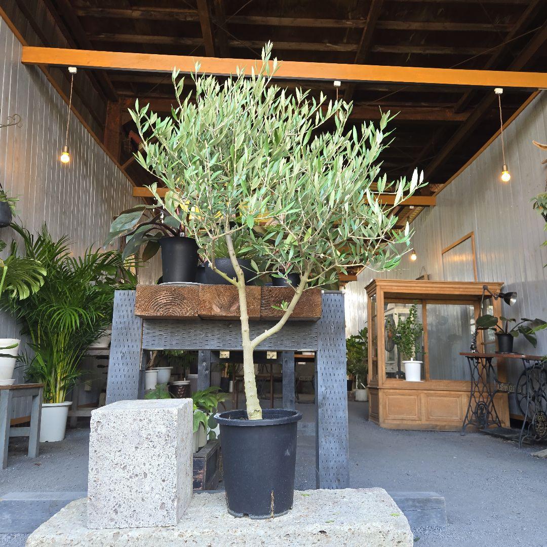 ８号特大苗木最高等級