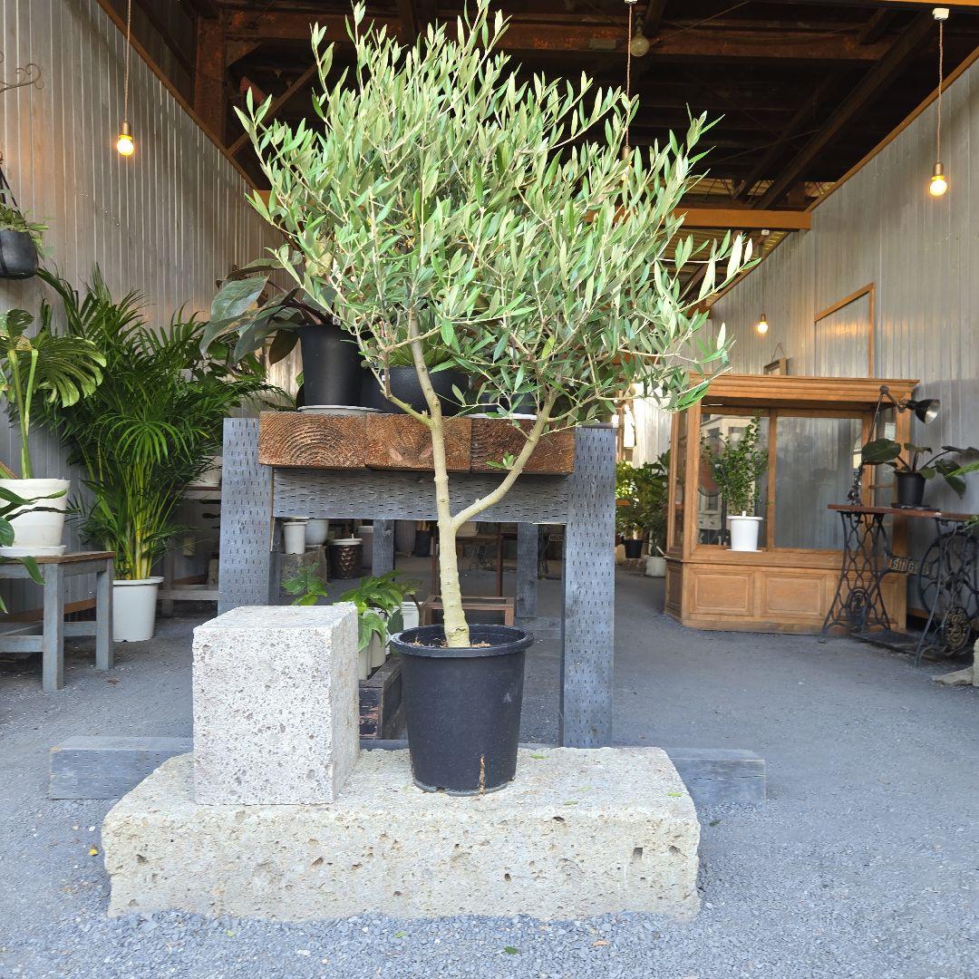 ８号特大苗木最高等級 上品