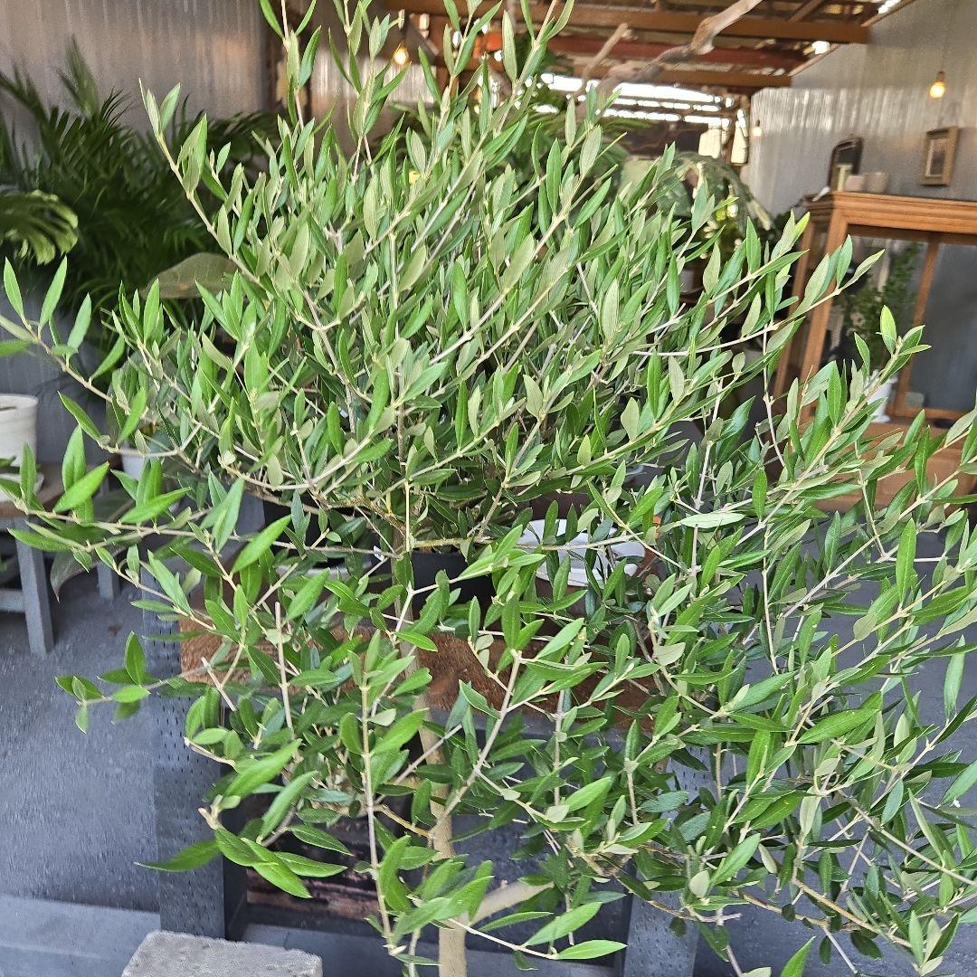 ピクアル ８号特大苗木最高等級