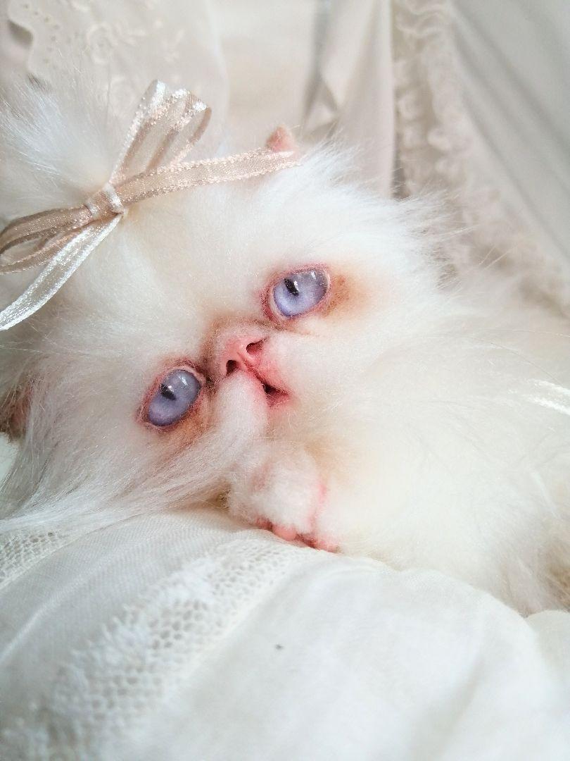 エキゾチックロングヘア♡一歳の子猫ちゃん♡美人さん♡アートドール♡ぬいぐるみ♡