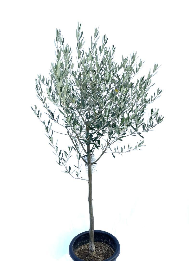 オリーブ　ミッション　10号　160cm　NO.101 オリーブの木　観葉植物