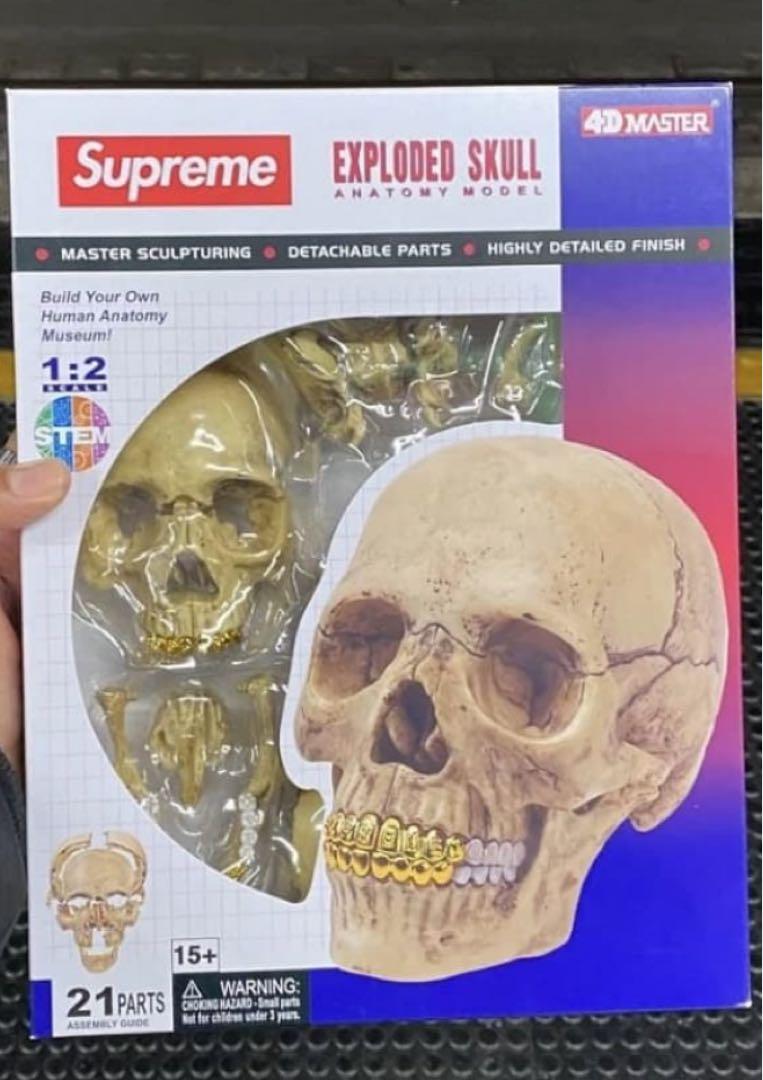 Supreme 4D Model Human Skull