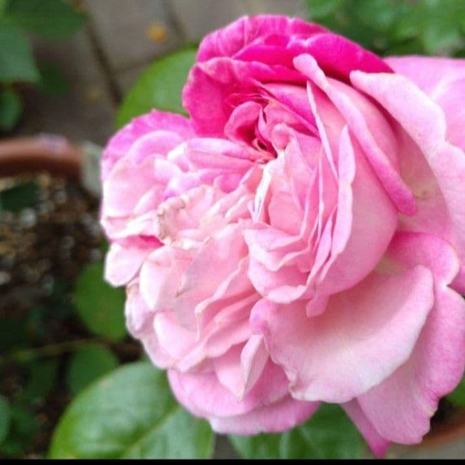 バラ苗挿し木苗 切花品種やや傷や汚れあり