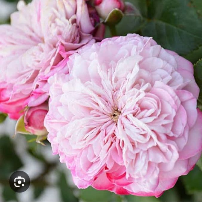 切花品種やや傷や汚れあり