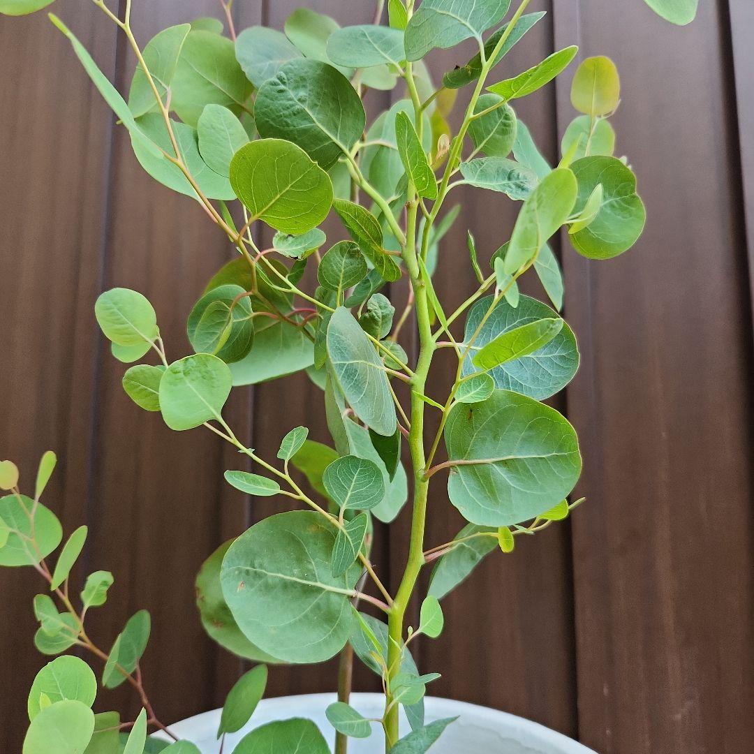 大きめ♡ユーカリ ポポラス ホワイトテラコッタ鉢植え 苗木町 常緑樹