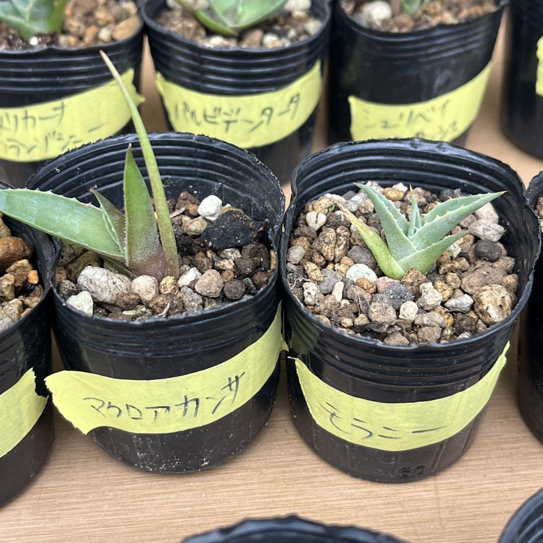アガベ　実生　30種セット　人気　激レア　多肉　観葉植物　ドライガーデン　即完売 速達！ アガベ 実生 30種セット 多肉 観葉植物 サボテン ドライ