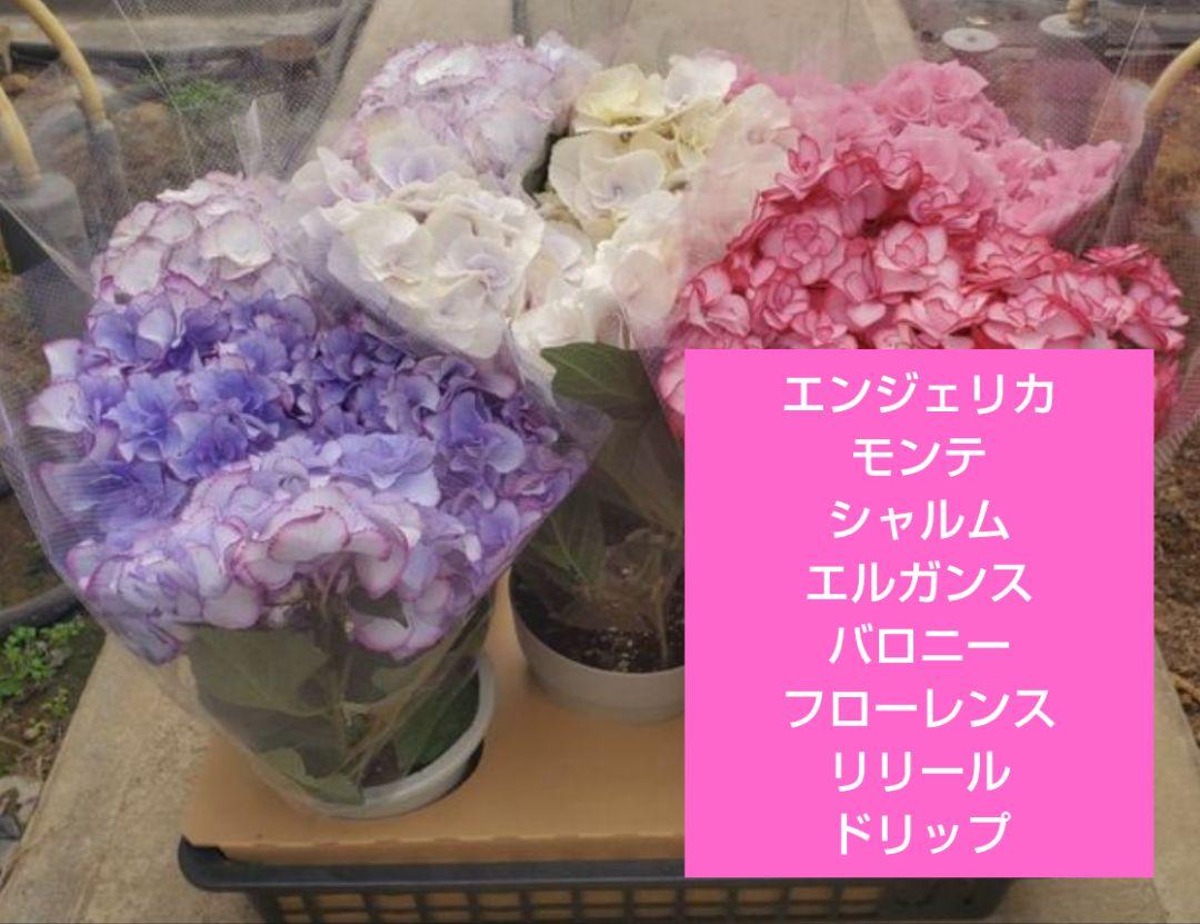 サカモト園芸☆ハイドランジア☆アジサイ☆5号鉢☆選択可