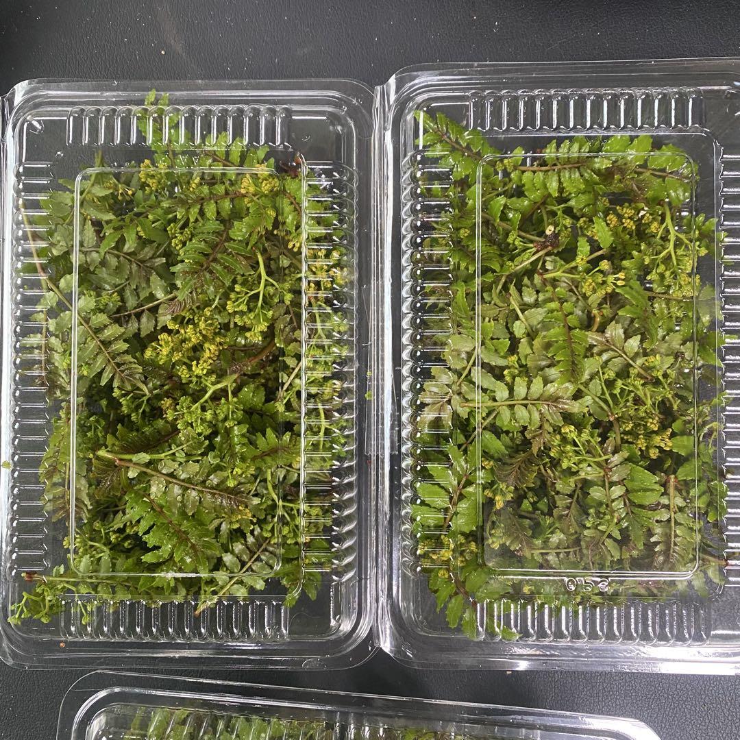 【5月末までクール便】限定一箱　木の芽　300-400枚くらい？　山椒