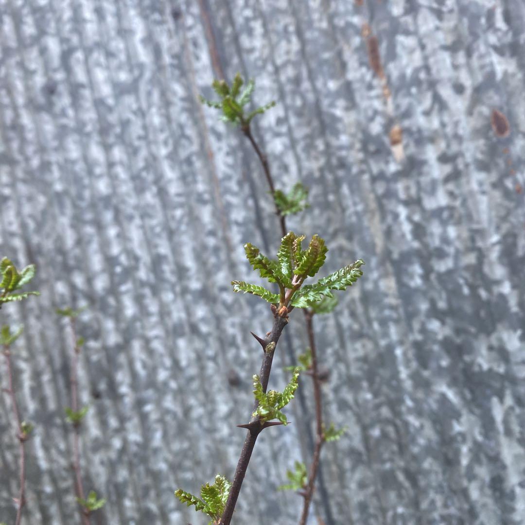 【5月末までクール便】限定一箱　木の芽　300-400枚くらい？　山椒