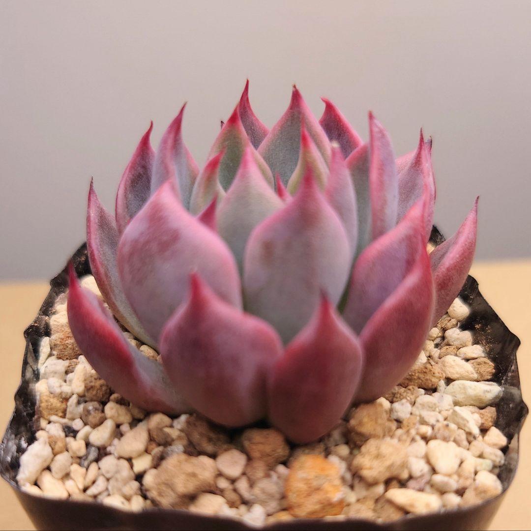 赤鬼 抜き苗 おらいさん苗 ミックスベリア 多肉植物 - メルカリ