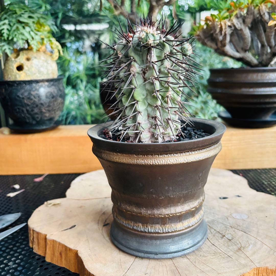 SALE! 長期管理株 現地株 コピアポア シネレア 黒王丸 田中元将 作家鉢 SALE! 長期管理株 現地株 コピアポア シネレア 黒王丸 田中元将 作家鉢