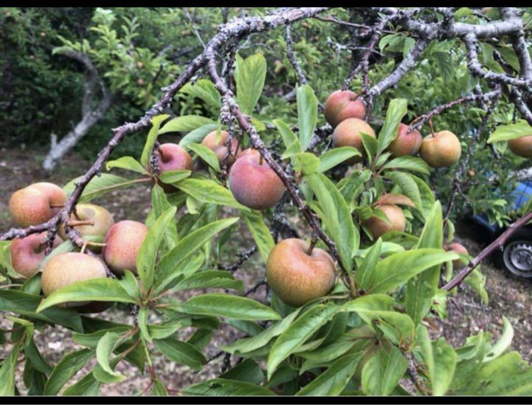 すもも 10キロ鹿児島産 無農薬 - メルカリ