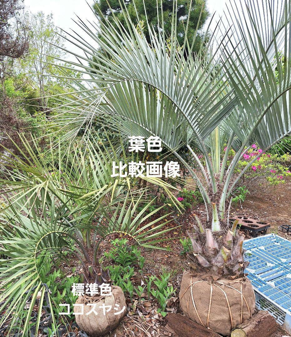 【お客様お引取り】ココスヤシ　(307) ※超大株シルバーリーフ