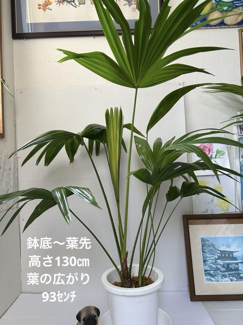 ビロウヤシ。クバ8号