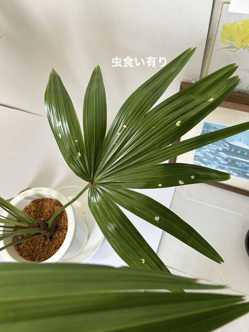 ビロウヤシ。クバ8号