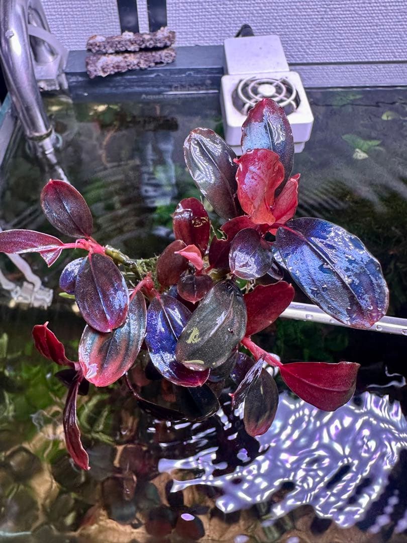 ブセファランドラｓｐ. Moonlight目立った傷や汚れなし YUZUMIYA_COM