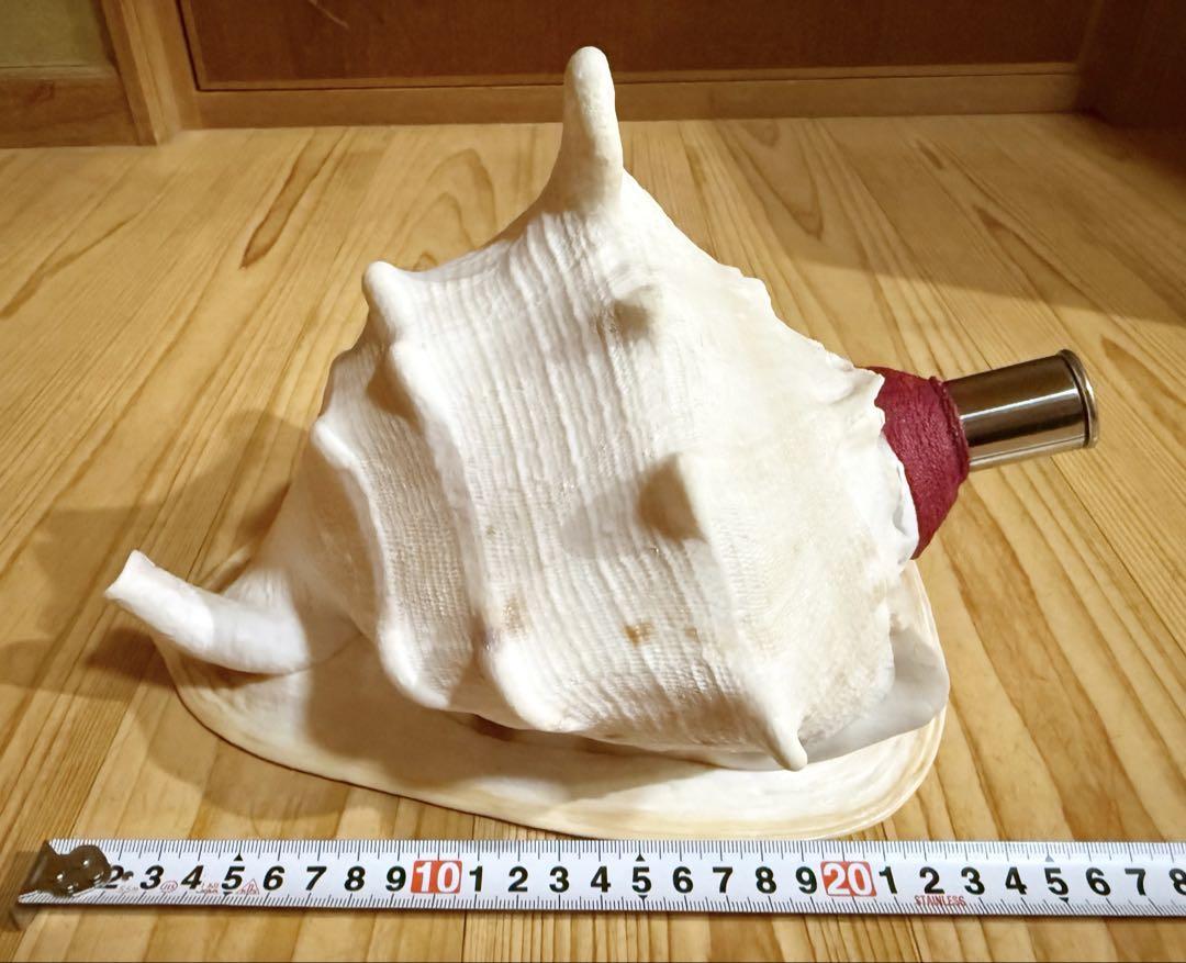 大型肉厚トウカムリ法螺貝　ほら貝　ホラガイ❣️乙音がかなり響きわたります^ ^♪♪ 大型肉厚トウカムリ法螺貝 ほら貝 ホラガイ❣️乙音がかなり