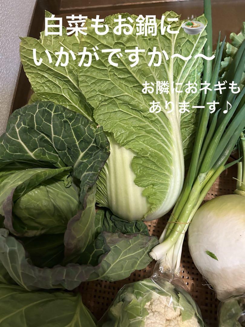 お野菜の詰め合わせ120サイズ