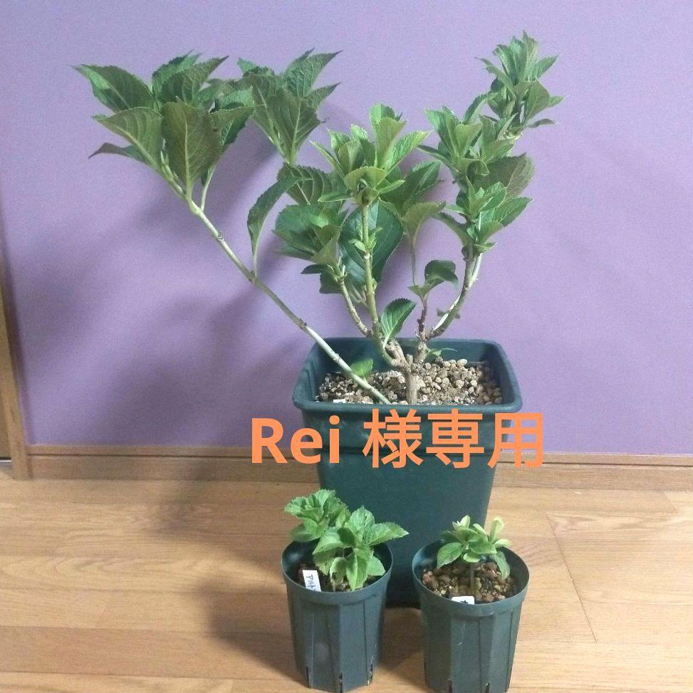 Rei 様専用 輸入アジサイ 苗 3種