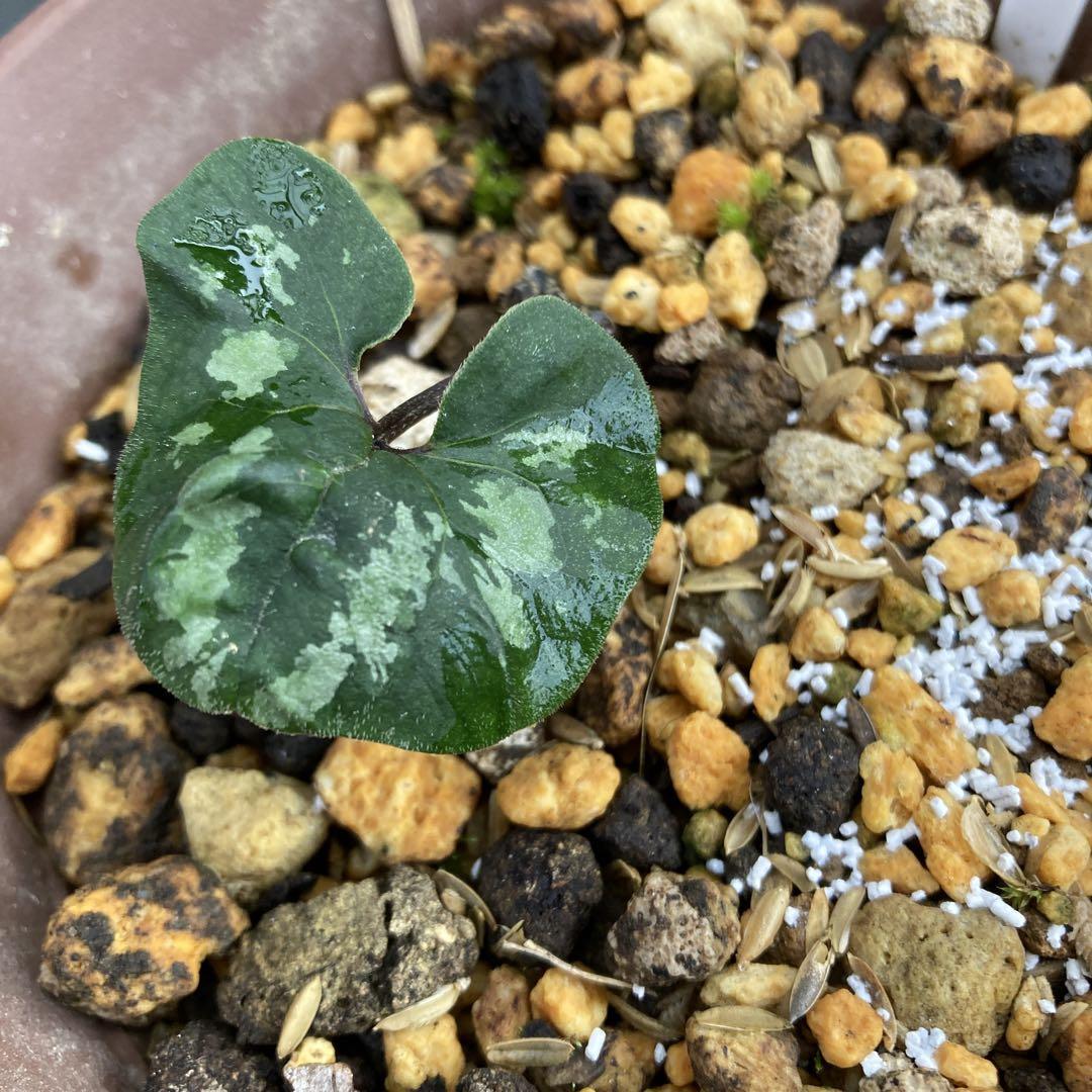 カンアオイ　ヒメアオイ　葉模様　泥軸　写真株