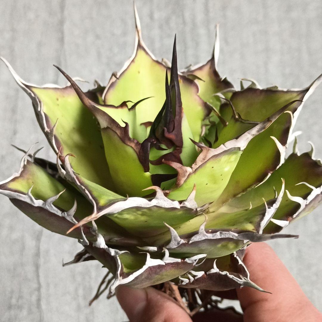 Agave フィリグリー 中株size 室内管理 アガベ