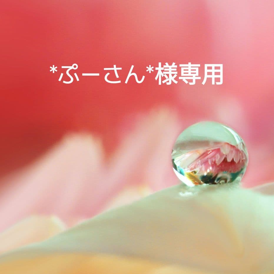 *ぷーさん* エケベリア ケーレス 原種 実生苗 9苗セット