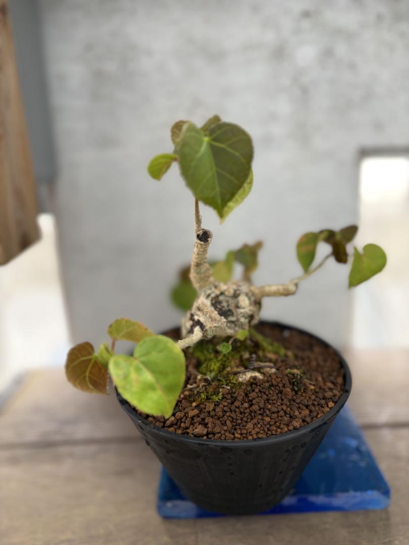 オオハマボウ ガジュマル 塊根植物 盆栽