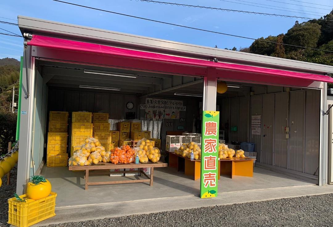 土佐文旦　約10kg　2Lサイズ　農家直送【売切次第終了】
