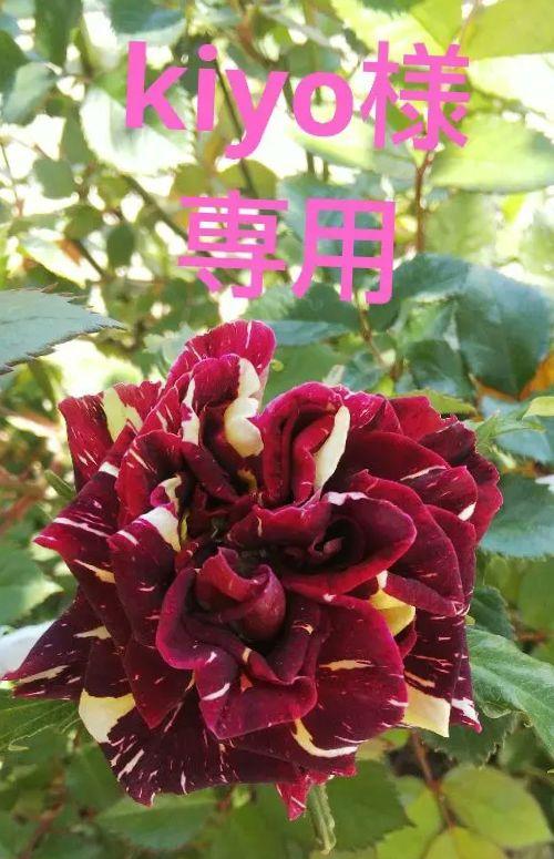 「kiyo様専用」 バラ苗 アブラカタブラ 接木新苗 ４号 薔薇 苗