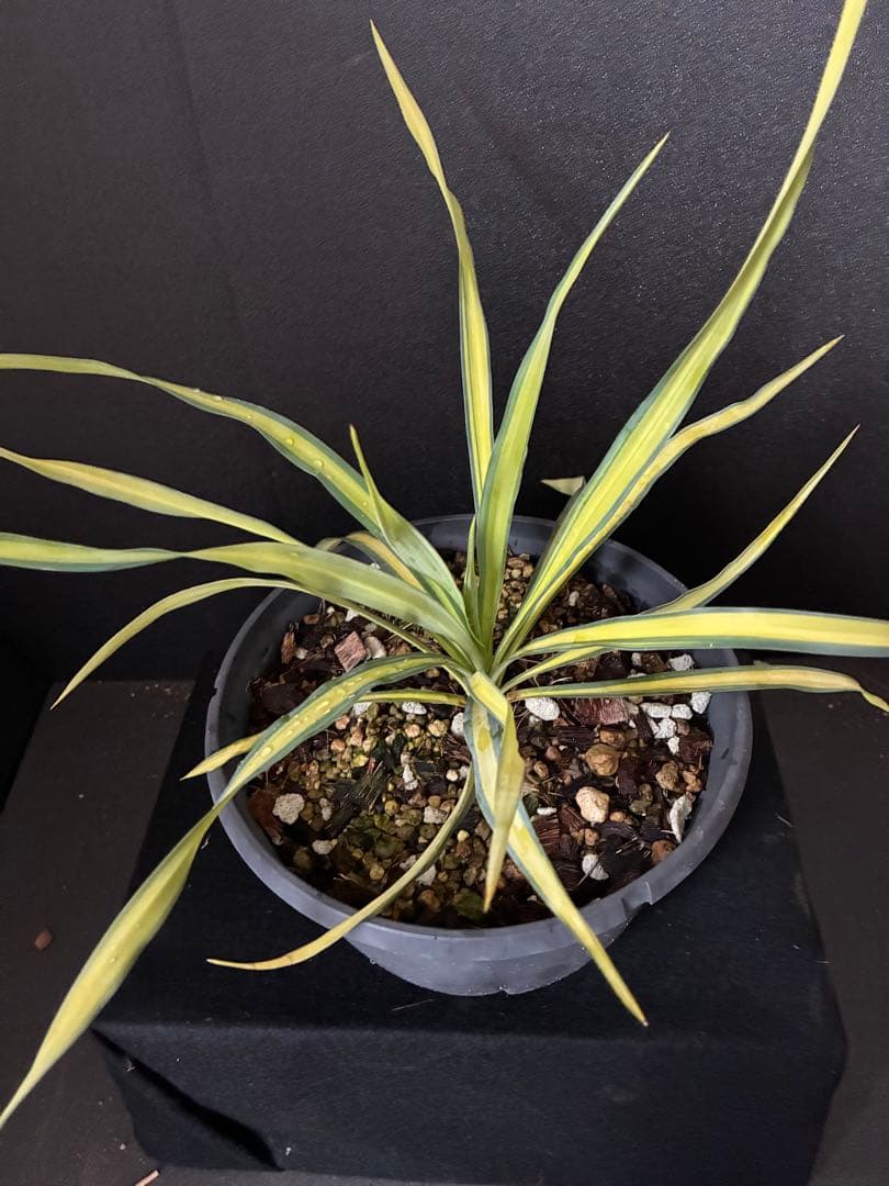 ‘Banana Split’目立った傷や汚れなし