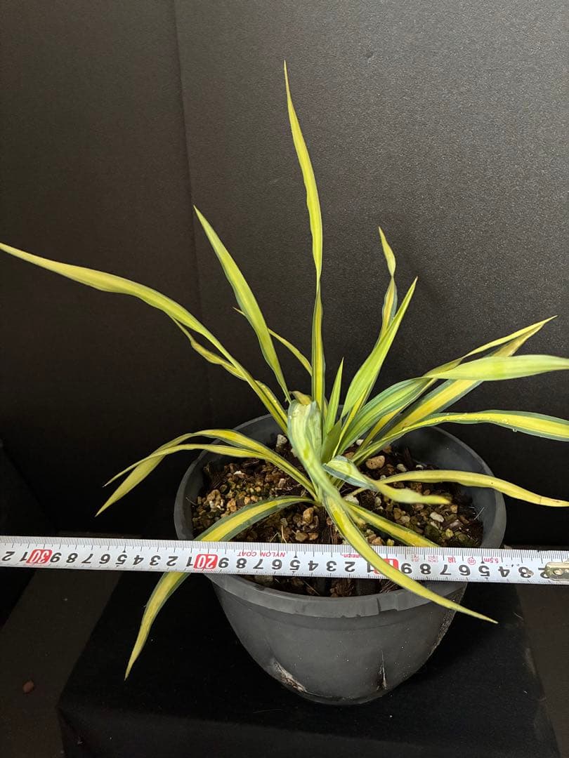 Split’目立った傷や汚れなし