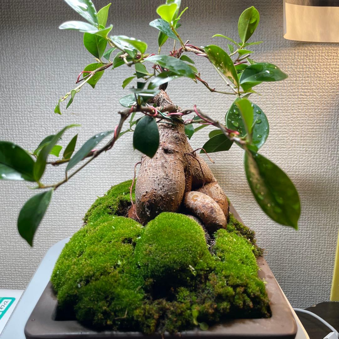 緑葉 苔付き目立った傷や汚れなし