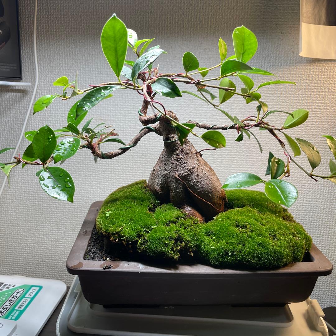 ガジュマルの盆栽