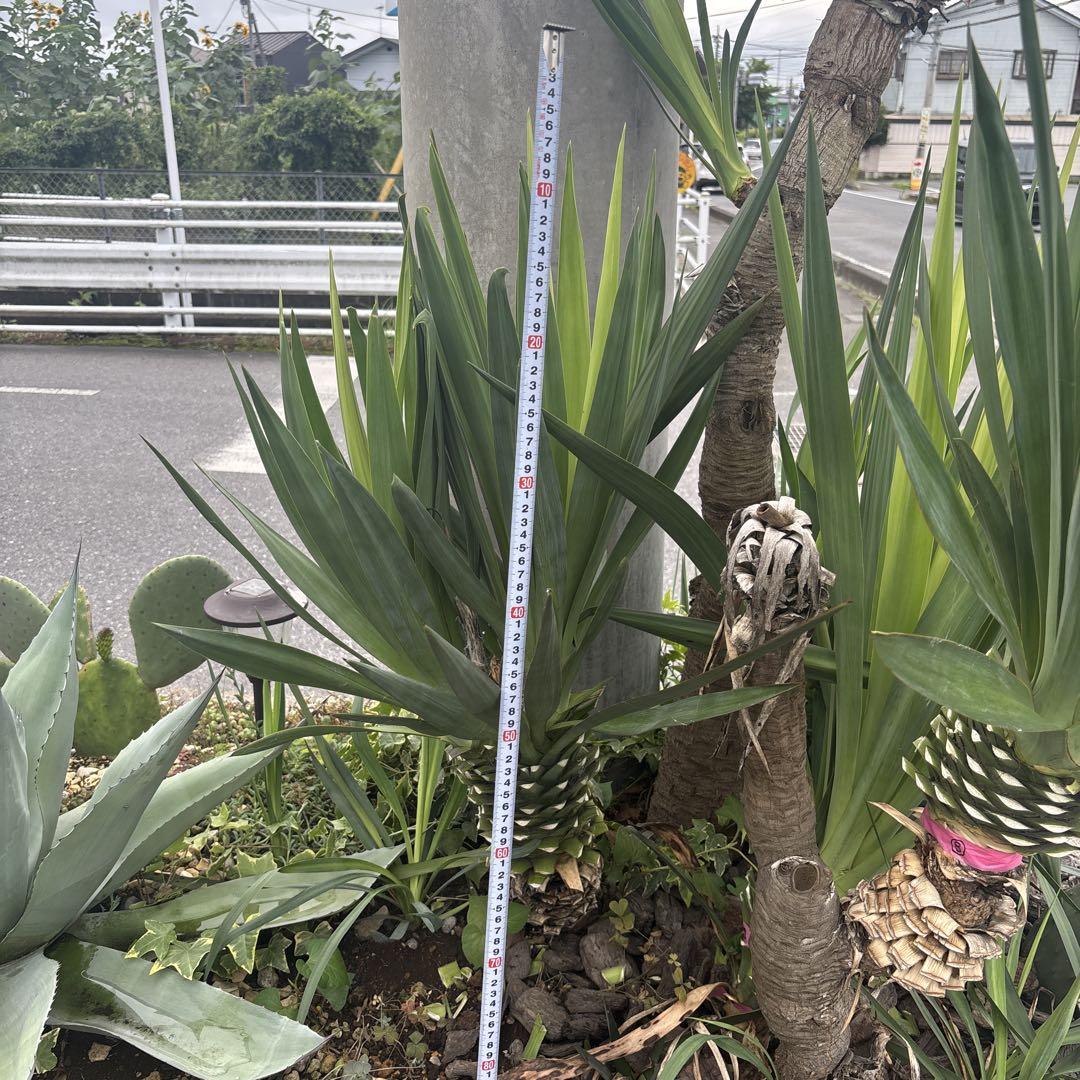 ⑪ ユッカ　グロリオサ　2ヘッド 胴切り