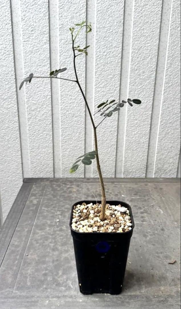 デロニクス プミラ Delonix pumila