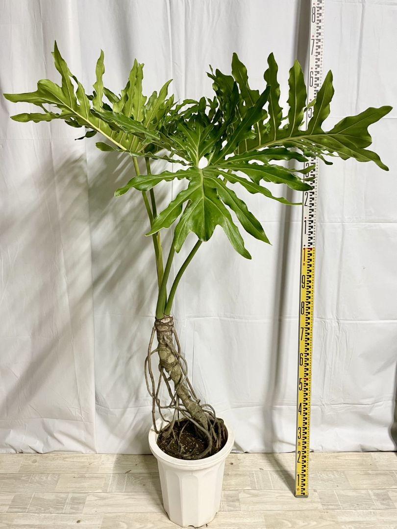 【観葉植物】フィロデンドロンセローム幹上がり　10号鉢高さ160cm 幅90cm
