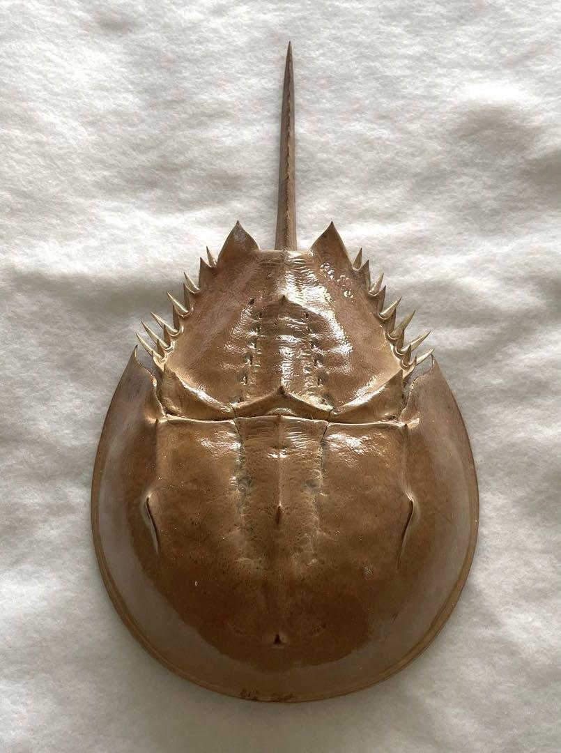 カブトガニ 脱皮殻 標本 約30cm