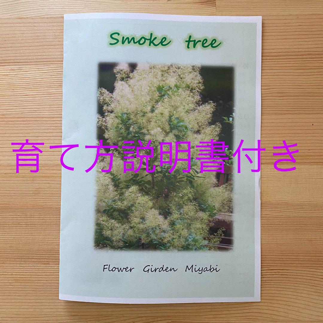 専用 ゴールデンレディ スモークツリー 苗 苗木 雌株
