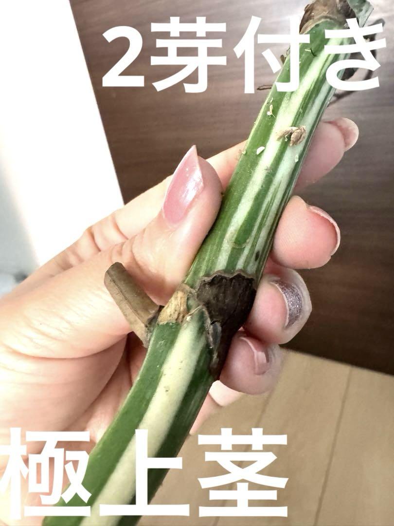 C28 斑入りモンステラ ボルシギアナ ホワイトタイガー ハーフ