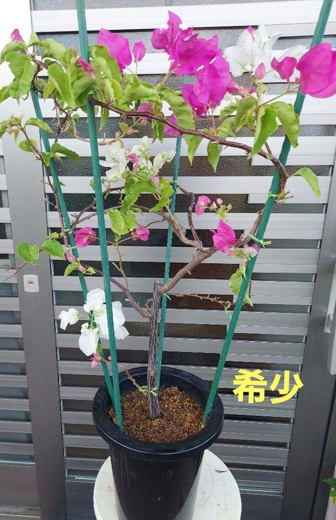 ブーゲンビリア苗木 NO351 鉢ごと らくらくメルカリ便にて発送‼️