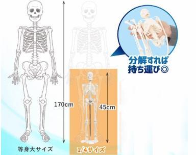 看護師監修❣リアルに再現された全身骨格模型❤ディスプレイにも実用にも1