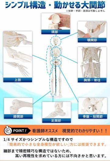 看護師監修❣リアルに再現された全身骨格模型❤ディスプレイにも実用にも1