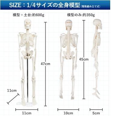 看護師監修❣リアルに再現された全身骨格模型❤ディスプレイにも実用にも1