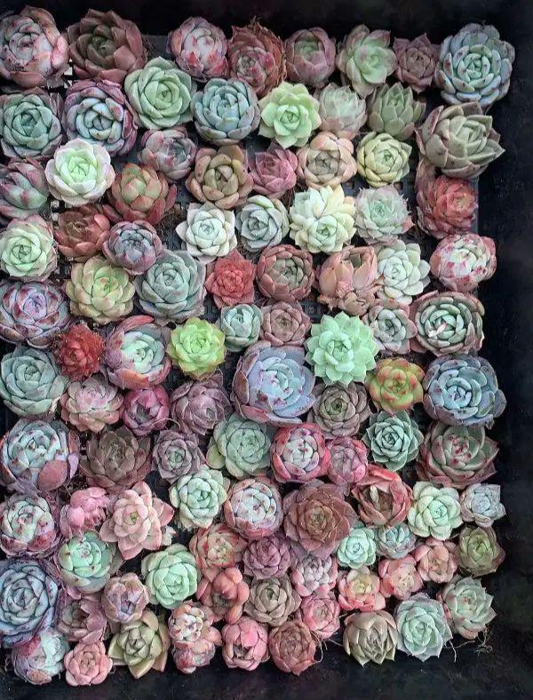 NO19韓国苗 多肉植物美苗 交配種 100苗セット