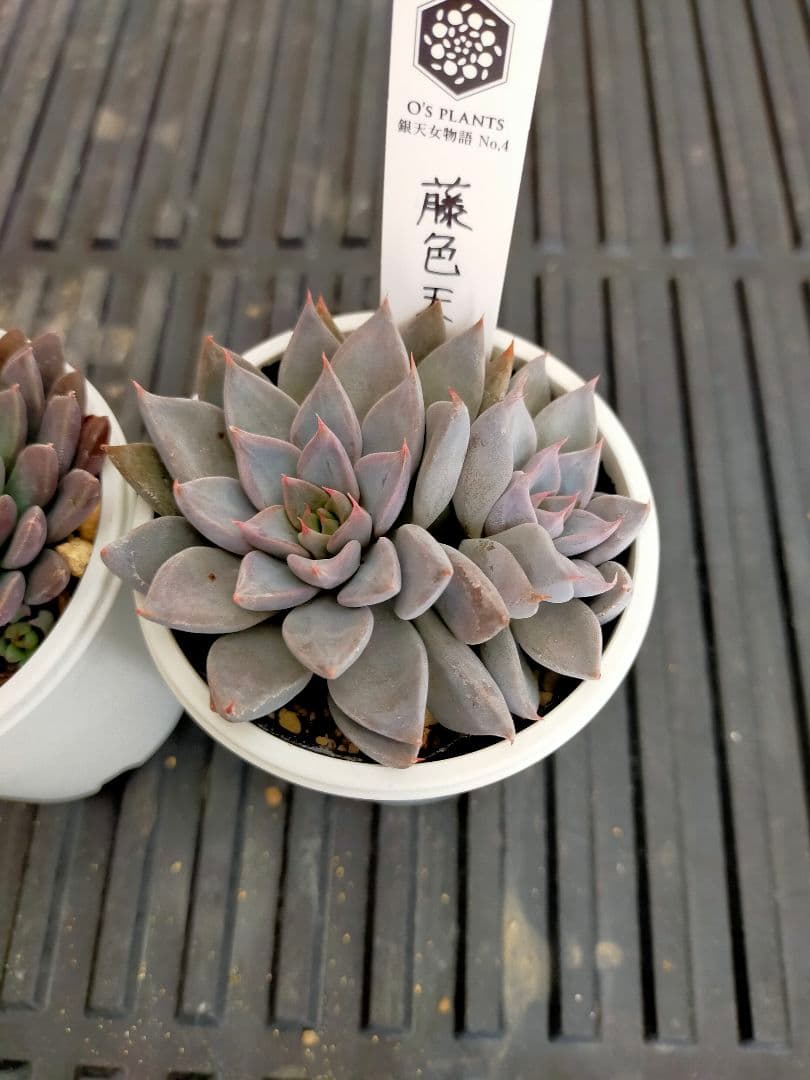 o's PLANTS札付き 藤色天女 孔雀天女 o's PLANTS札付き 藤色天女 孔雀天女