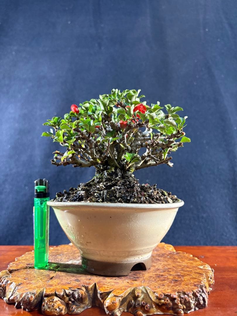 小品盆栽、長寿梅、株立ち作り、花、花芽付き 目立った傷や汚れなし