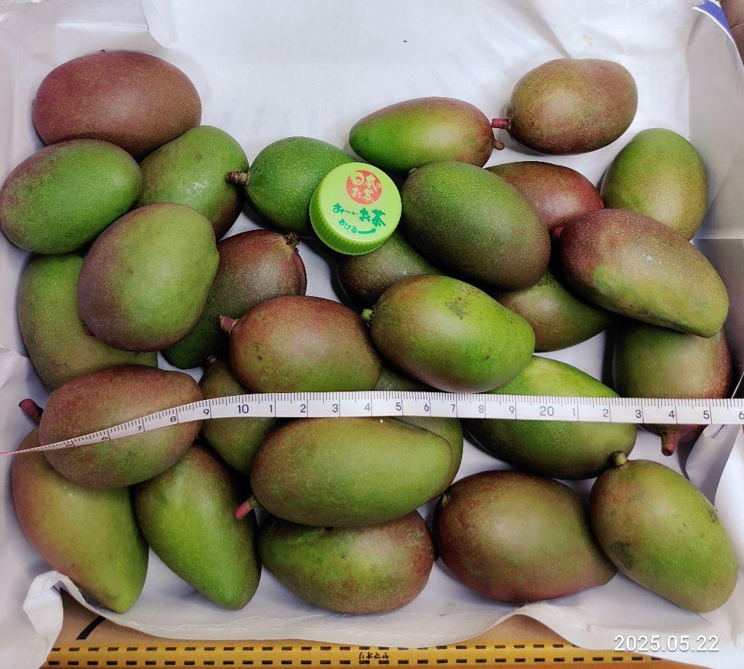 摘果マンゴー グリーンマンゴー 青マンゴー 7kg 100g〜130g Amazon.co.jp: MDSTORE 沖縄青切りマンゴー 摘果マンゴー Green