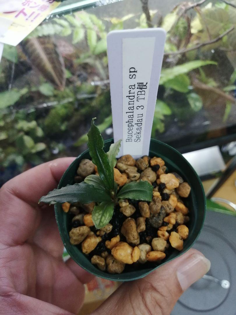 水草 Bucephalandra sp.\"Sekadau 3\" Bucephalandra Sekadau Bukit Betung Aquatic Farmer Tissue